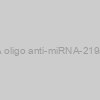 AXMIR-219 RNA oligo anti-miRNA-219a-5p with Xmotif